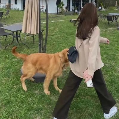 荒江女侠